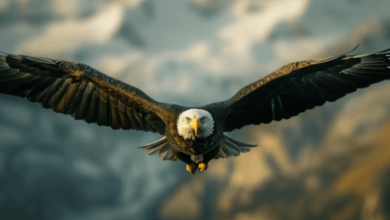 Wallpaper:3hrxfyctdvo= Bald Eagle