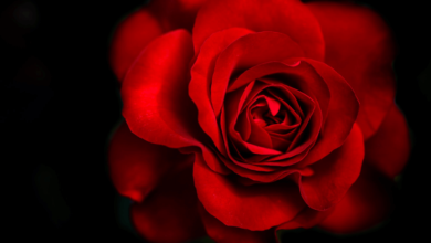 Wallpaper:4icwhzzsr1k= Rose