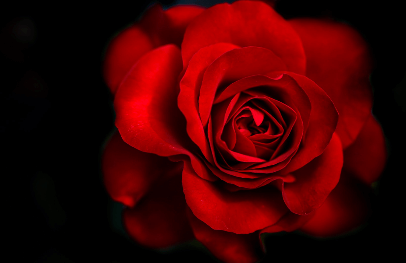 Wallpaper:4icwhzzsr1k= Rose