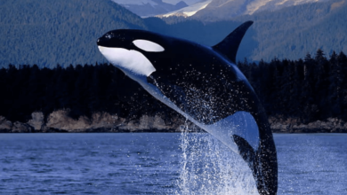 Wallpaper:0phn6phhmqm= Orca