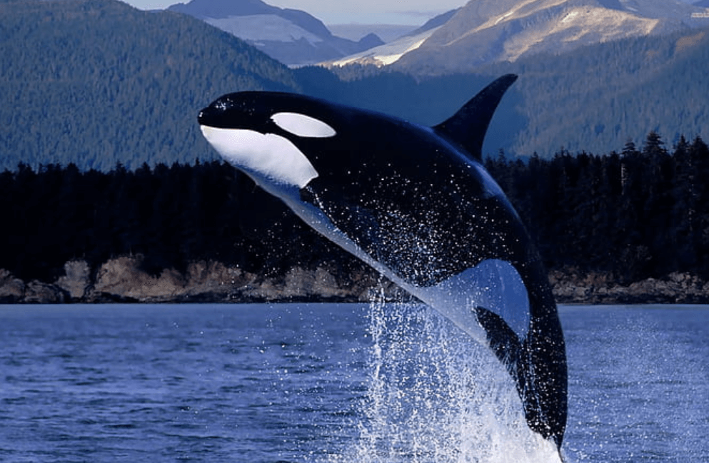 Wallpaper:0phn6phhmqm= Orca