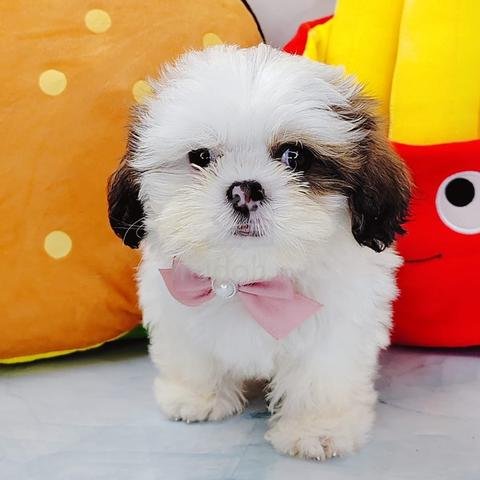 Baby:Ysm0u9nqtzk= Puppy
