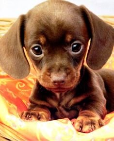 Baby:Ysm0u9nqtzk= Puppy