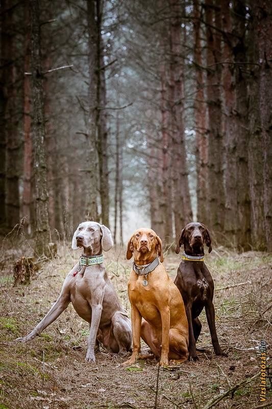 Vizsla:Xqobjz0abj0= Weimaraner