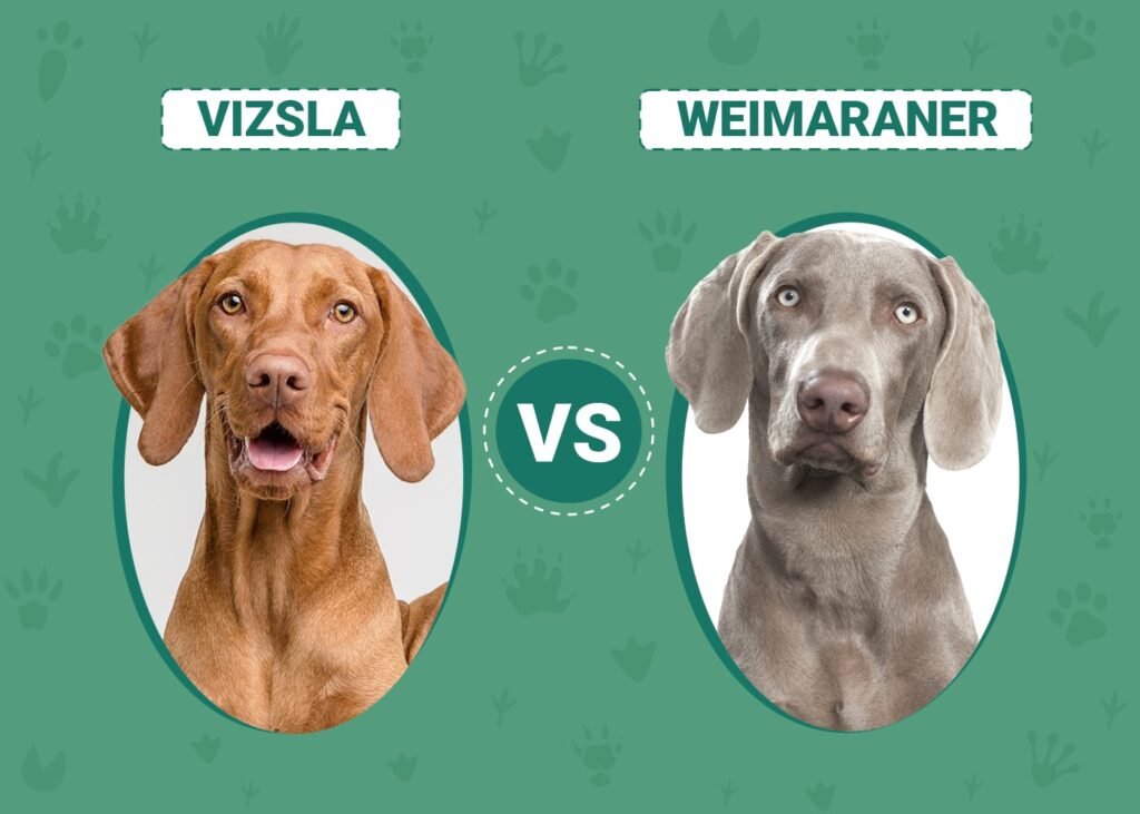 Vizsla:Xqobjz0abj0= Weimaraner