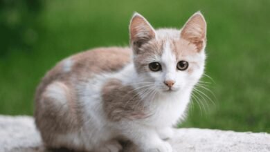 Joint Problems in Cats