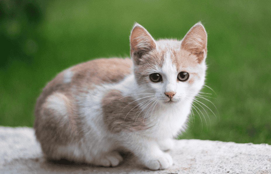Joint Problems in Cats
