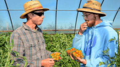 Farm Close To Me: Finding Local Fresh Produce and Activities