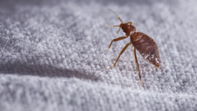 Best Pest Control Maple Ridge Expert Services for Effective Solutions