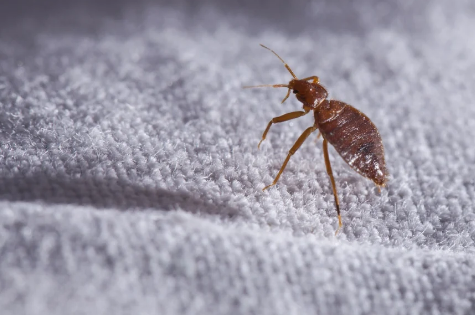 Best Pest Control Maple Ridge Expert Services for Effective Solutions